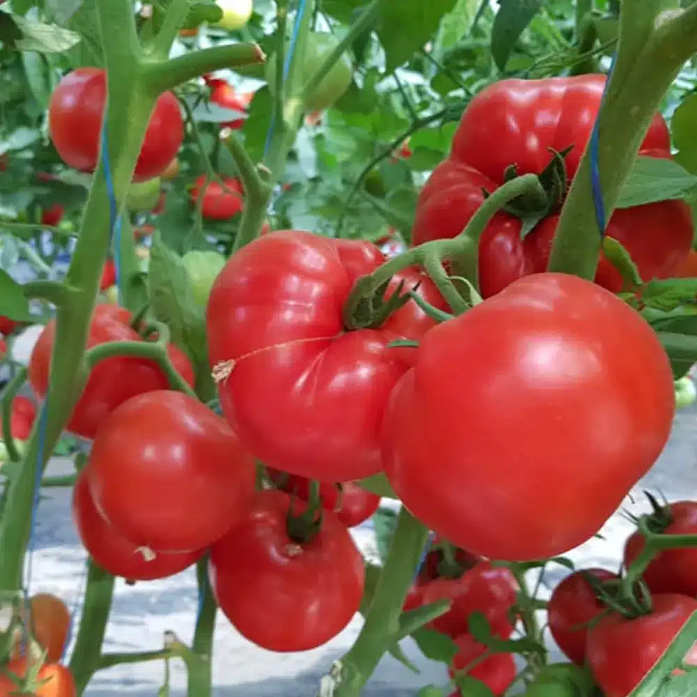 seminte tomate gravitet f1