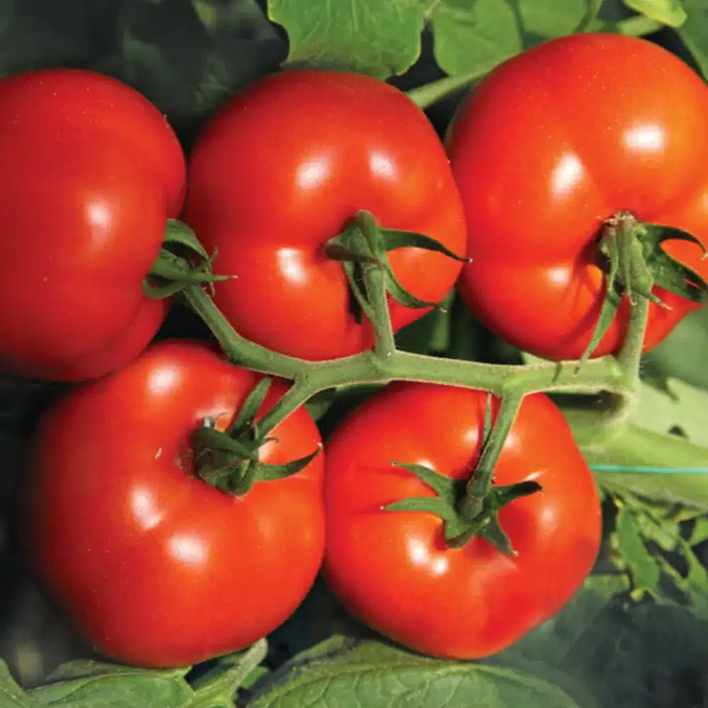 tomate izmir f1