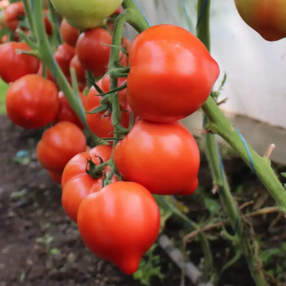 seminte tomate pekonet f1